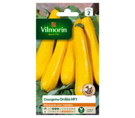 Courgette Orélia HF1 (peau jaune)