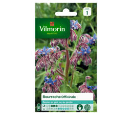 Bourrache officinale