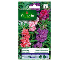 Balsamine Camélia double variée