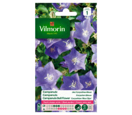 Campanule des Carpathes bleue
