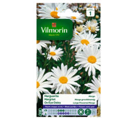 Chrysanthème Grande marguerite Margo des Prés