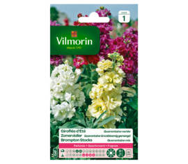 Giroflée Quarantaine à grandes fleurs variées