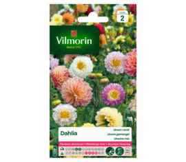 Dahlia Unwin varié