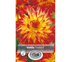 Dahlia Firebird (Cactus) (1 bulbe)