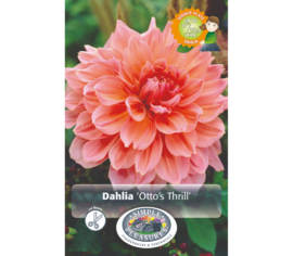 Dahlia Otto's Thrill (Dinnerplate) (1 bulbe)