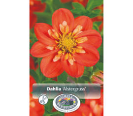 Dahlia Alstergruss (Mignon) (1 unité)