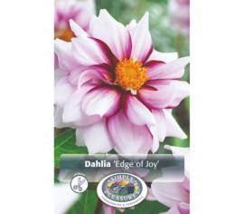 Dahlia Edge of Joy (Mignon) (1 bulbe)
