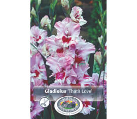 Glaïeul That's Love (À grandes fleurs) (Paquet de 8 bulbes)