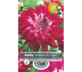 Dahlia Fantaste du Cape (Dinnerplate) (Paquet de 2 bulbes)
