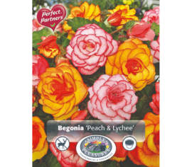 Bégonia Peach & Lychee (Mélange Perfect Partners) (Paquet de 4 bulbes)