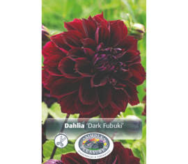 Dahlia Fubuki Dark (Fimbriata) (1 bulbe)