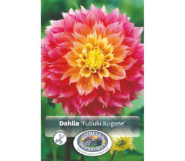 Dahlia Fubuki Kogane (Fimbriata) (1 bulbe)