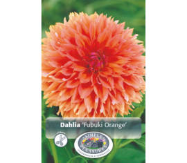 Dahlia Fubuki Orange (Fimbriata) (1 bulbe)