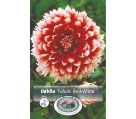 Dahlia Fubuki Rouge et blanc (Fimbriata) (1 unité)