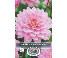 Dahlia Prospero (Karma) (1 bulbe)