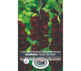Glaïeul Belle de Nuit (À grandes fleurs) (Paquet de 8 bulbes)