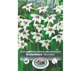 Glaïeul Murielae (Acidanthera) (Paquet de 10 bulbes)