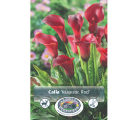 Calla Majestic Red (1 bulbe)