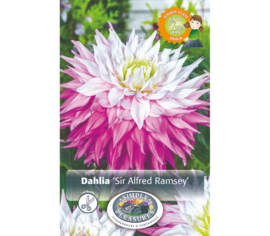 Dahlia Sir Alfred Ramsey (Dinnerplate) (1 bulbe)