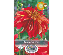 Dahlia Nick Sr. (Dinnerplate) (1 bulbe)