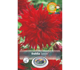 Dahlia Jaxon (Dinnerplate) (1 bulbe)