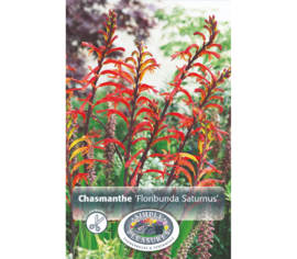 Chasmanthia Floribunda Saturnus (Paquet de 3 bulbes)