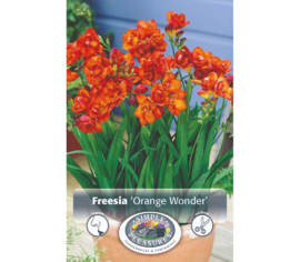 Freesia Orange Wonder (Paquet de 10 bulbes)