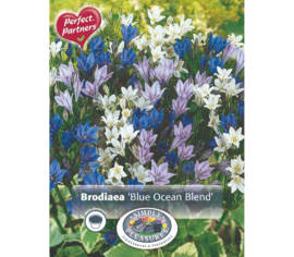 Brodiaea Blue Ocean (Mélange Perfect Partners) (Paquet de 50 bulbes)