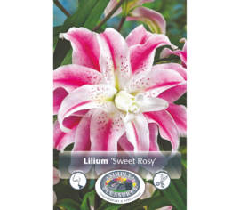 Lys Sweet Rosy (Oriental double) (Paquet de 2 bulbes)