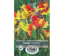 Canna Cleopatra (1 unité)