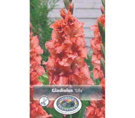 Glaïeul Ufa (Perroquet) (Paquet de 10 bulbes)