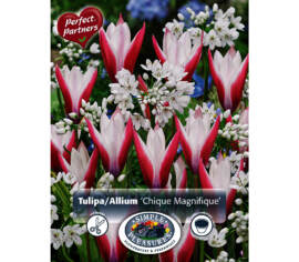 Tulipe et Allium Chique Magnifique (Mélange Perfect Partners) (Paquet de 30 bulbes)