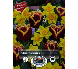 Tulipe et Narcisse Dragon's Breath (Mélange Perfect Partners) (Paquet de 14 bulbes)
