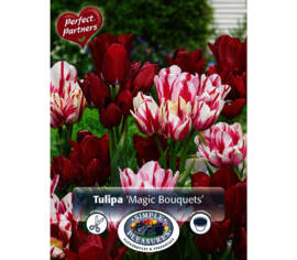 Tulipe Magic Bouquets (Mélange Perfect Partners) (Paquet de 8 bulbes)