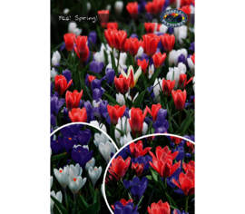 Tulipe et Crocus Yes! Spring! (Landscape Bag) (Paquet de 35 bulbes)