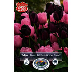 Tulipe Dawn Till Dusk (Mélange Border Garden) (Paquet de 10 bulbes)