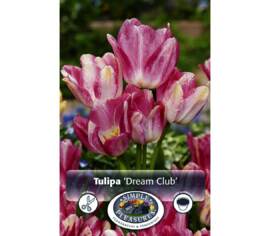 Tulipe Dream Club (Bouquet) (Paquet de 5 bulbes)