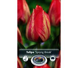 Tulipe Spring Break (Triumph) (Paquet de 5 bulbes)