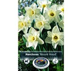Narcisse Mount Hood (Trompette) (Zone : 3) (Paquet de 5 bulbes)