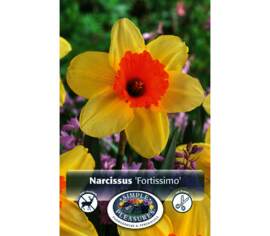 Narcisse Fortissimo (Large Cupped) (Paquet de 5 bulbes)