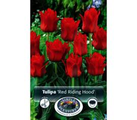 Tulipe Red Riding Hood (Greigii) (Zone : 3) (Paquet de 5 bulbes)