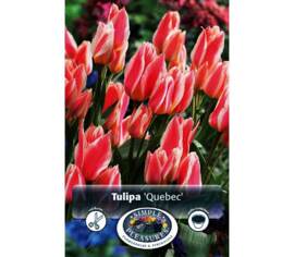 Tulipe Québec (Greigii) (Zone : 3) (Paquet de 5 bulbes)