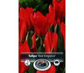 Tulipe Red Emperor (Madame Lefeber) (Fosteriana) (Zone : 3) (Paquet de 5 bulbes)