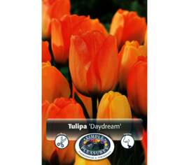 Tulipe Daydream (Darwin Hybride) (Parfumée) (Zone : 3) (Paquet de 5 bulbes)