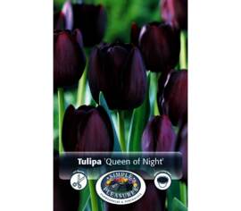 Tulipe Queen of Night (Simple tardive) (Zone : 3) (Paquet de 5 bulbes)