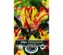 Tulipe Flaming Parrot (Perroquet) (Paquet de 5 bulbes)