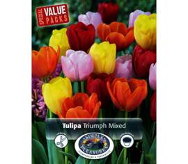 Tulipe Triumph Blend (Special Value Pack) (Paquet de 12 bulbes)