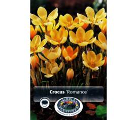 Crocus Romance (Chrysanthus) (Specie - Snow) (Zone : 4) (Paquet de 20 bulbes)