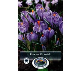 Crocus Pickwick (Géant) (Zone : 4) (Paquet de 15 bulbes)