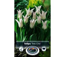 Tulipe Très Chic (Fleur de lys) (Zone : 3) (Paquet de 5 bulbes)